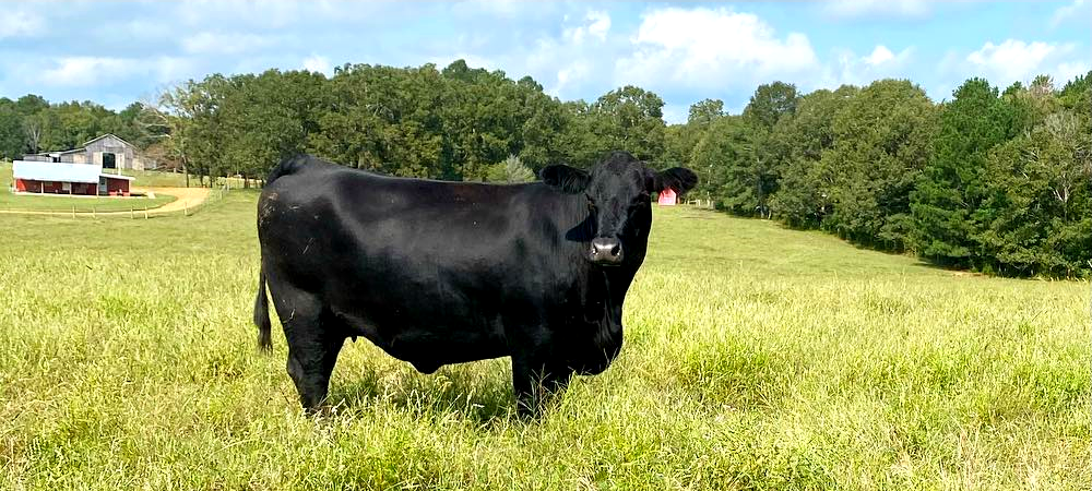 Crazy K Ranch – Black Angus Ranch in Michie, TN